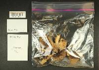 Thumbnail image of current specimen