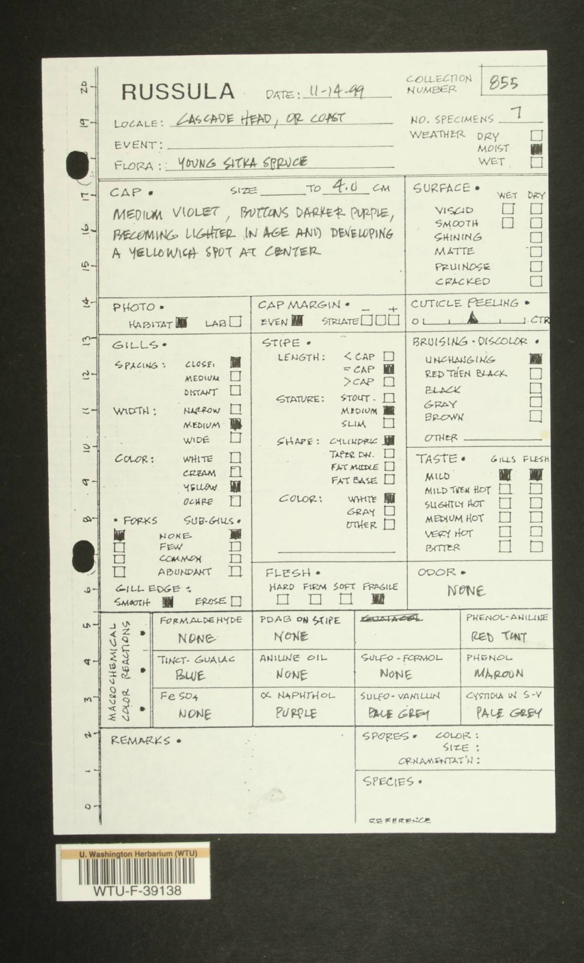 Russula zelleri image