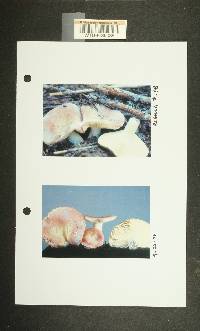 Russula mordax image