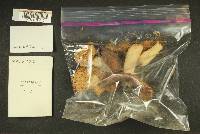 Russula mordax image