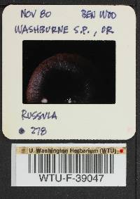 Russula cyanoxantha image