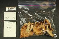Russula mordax image