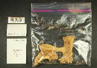 Russula emetica image