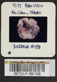 Russula mordax image
