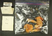 Russula emetica image