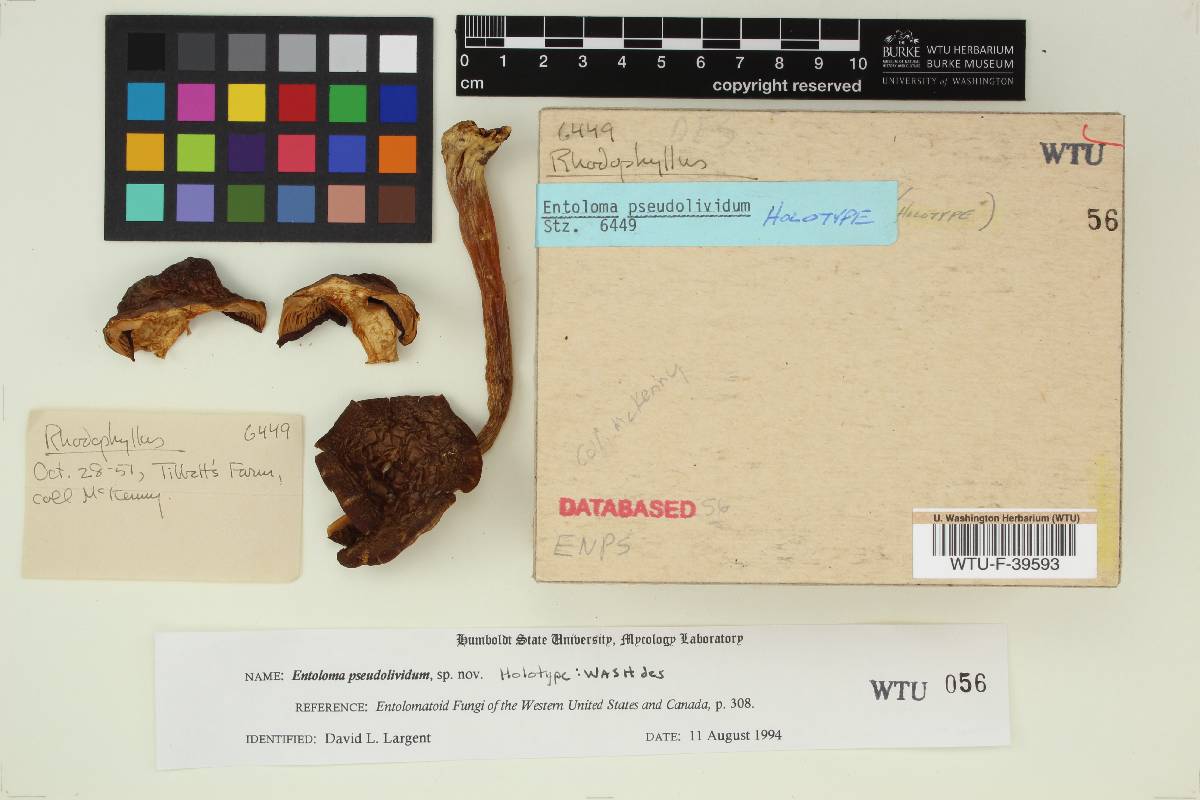Entoloma pseudolividum image