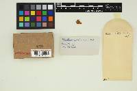 Thumbnail image of current specimen