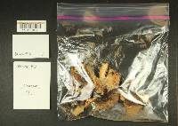 Thumbnail image of current specimen