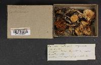 Cortinarius oregonensis image
