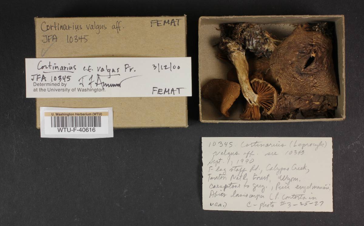 Cortinarius valgus image