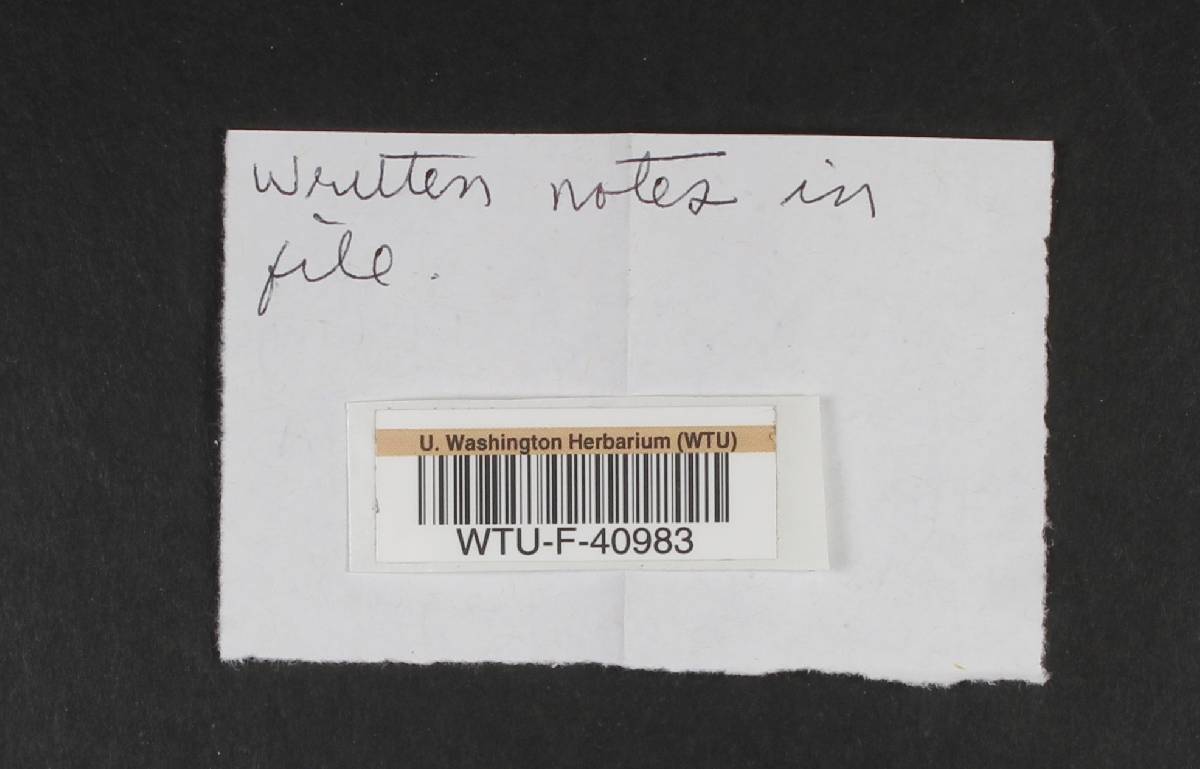 Cortinarius cephalixus image