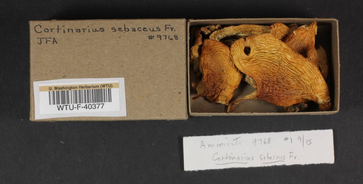 Cortinarius sebaceus image