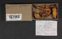 Cortinarius gentilis image