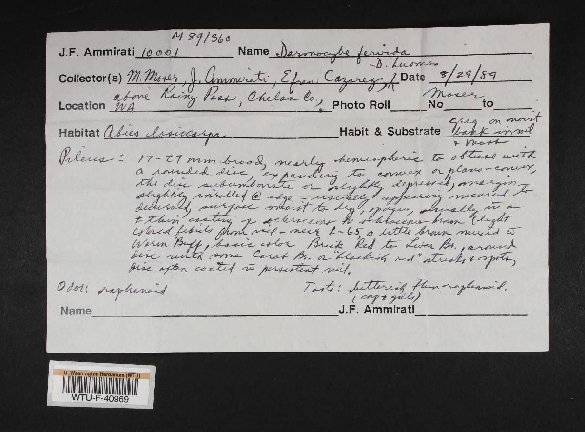 Cortinarius fervidus image