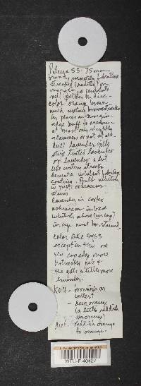 Cortinarius glaucopus image