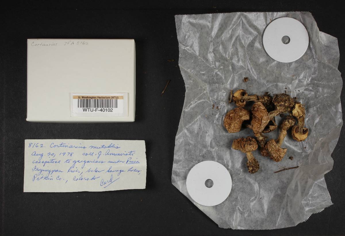 Cortinarius mutabilis image