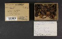 Cortinarius clandestinus image