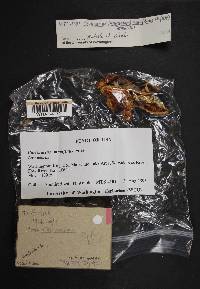 Image Associated With the Occurrence