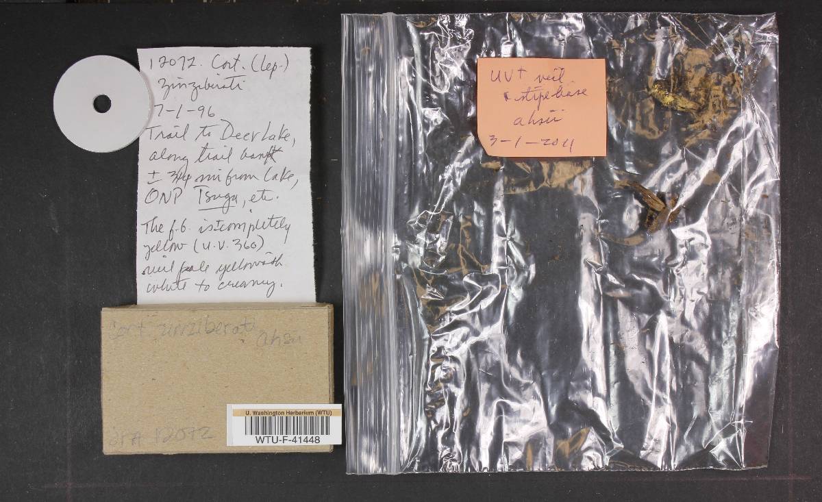 Cortinarius ahsii image