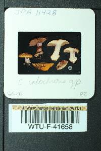 Cortinarius callochrous image