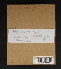 Cortinarius variicolor image