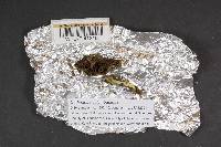 Thumbnail image of current specimen