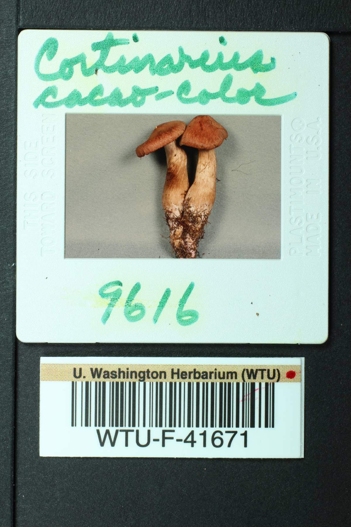 Cortinarius cacaocolor image