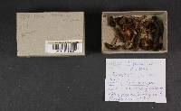 Cortinarius croceus image