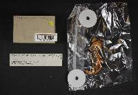 Cortinarius mucifluus image