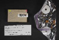 Cortinarius vanduzerensis image