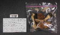 Cortinarius pinetorum image