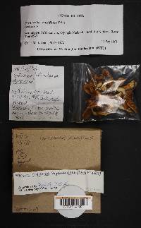 Image Associated With the Occurrence