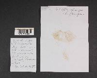 Cortinarius glaucopus image