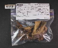Cortinarius superbus image
