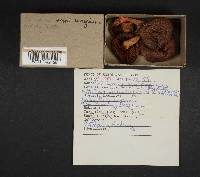 Cortinarius semisanguineus image