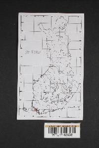 Cortinarius semisanguineus image