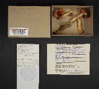 Cortinarius elatior image