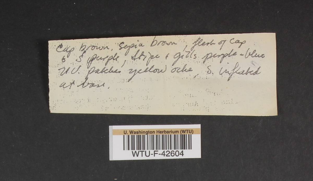 Cortinarius caesiifolius image