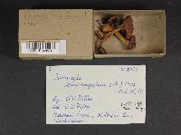 Cortinarius semisanguineus image