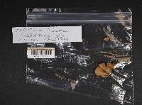 Media resource of Naucoria alnetorum