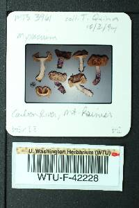 Cortinarius vanduzerensis image