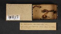 Thumbnail image of current specimen