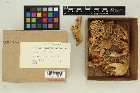 Ramaria rubrievanescens image