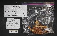 Media resource of Cortinarius albobrunnoides