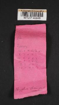 Ramaria formosa image