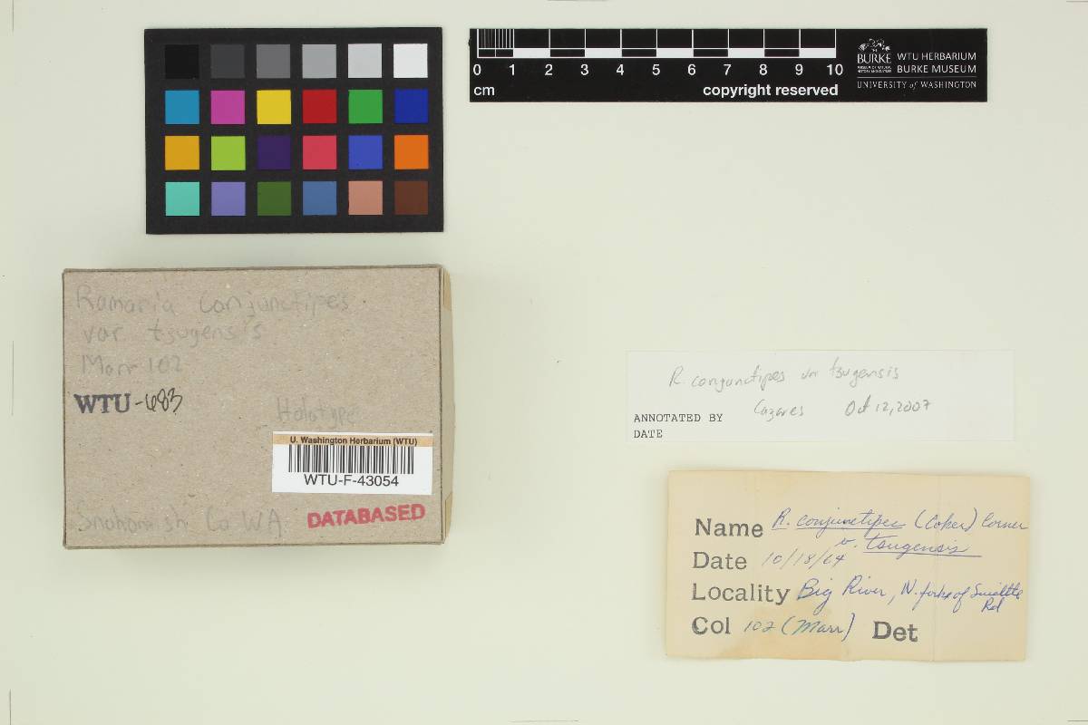 Ramaria conjunctipes image