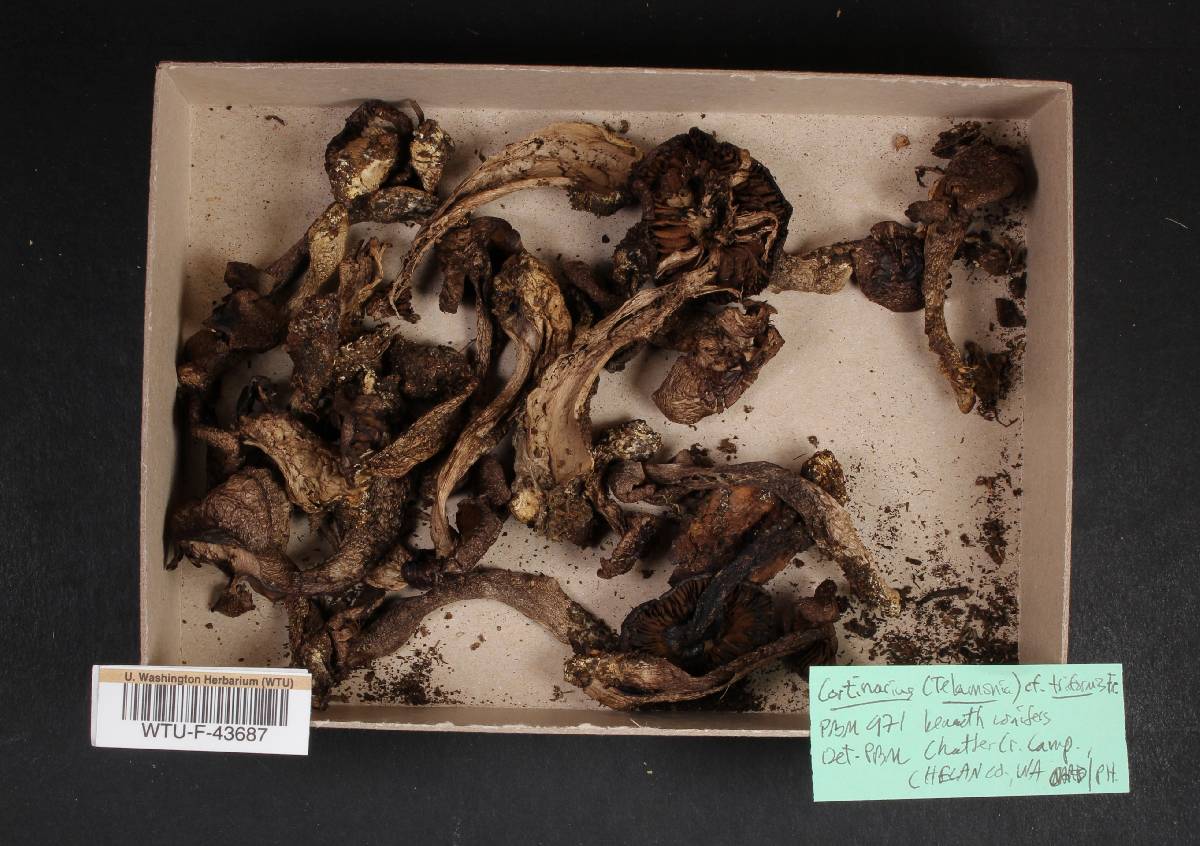 Cortinarius triformis image