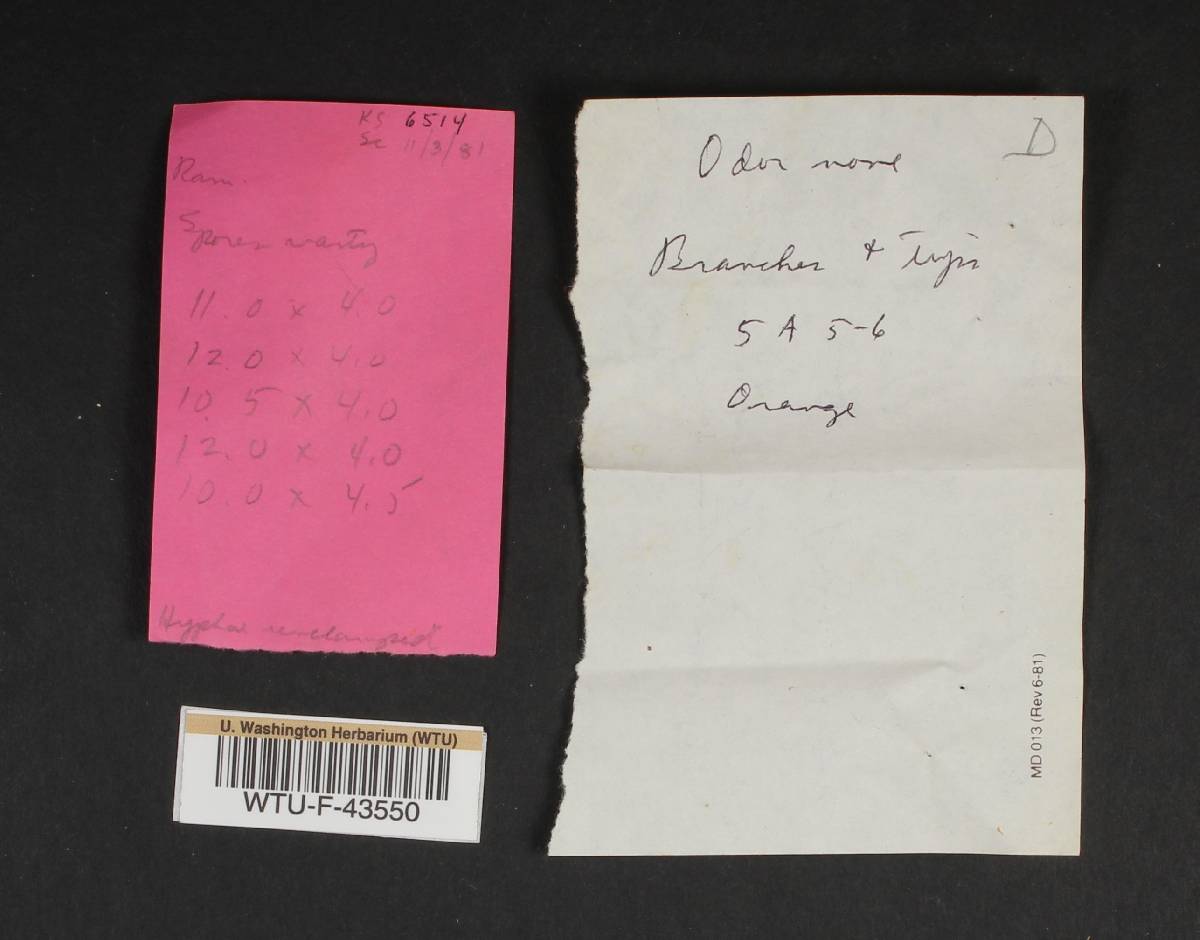 Ramaria longispora image