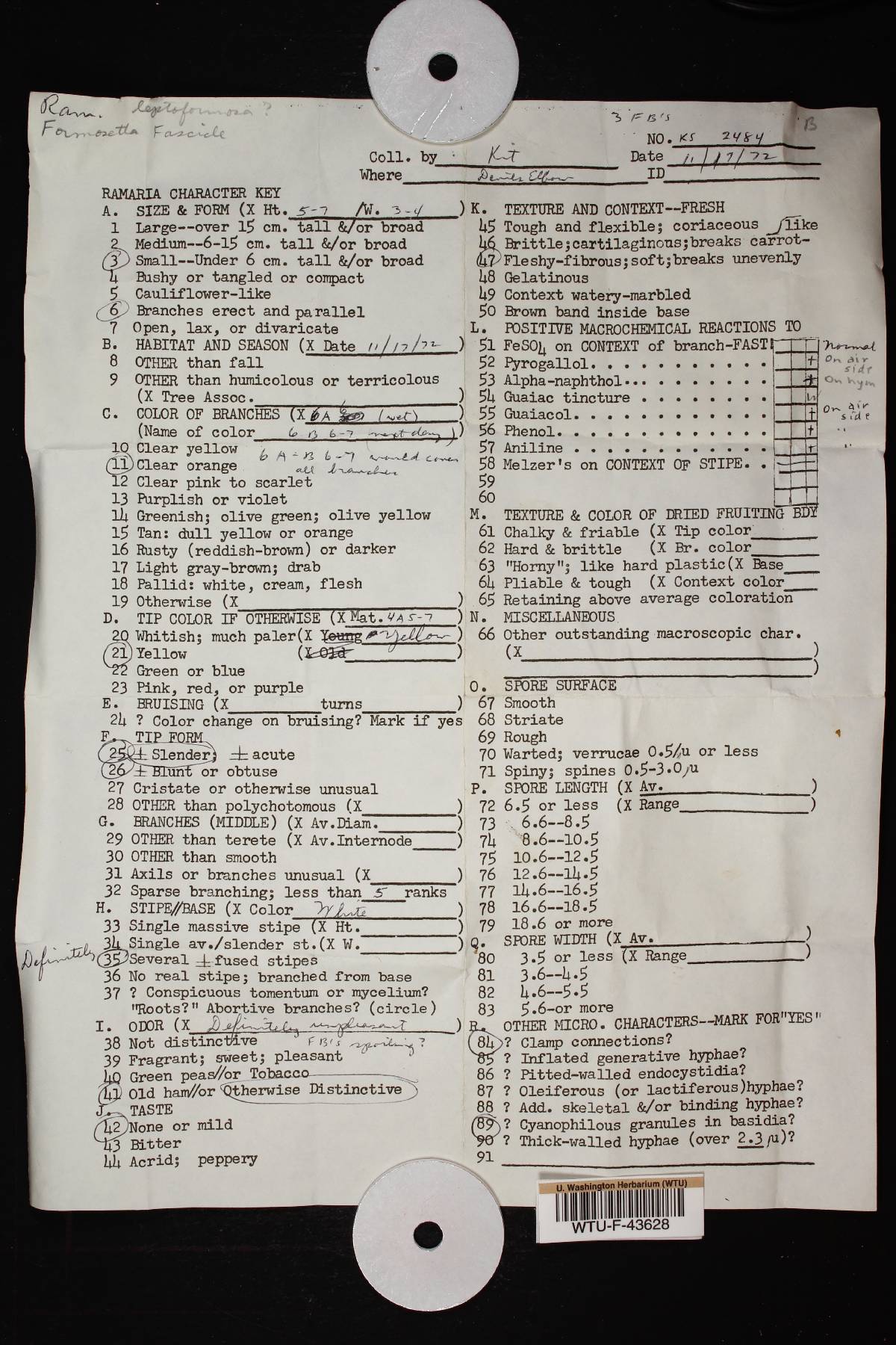 Ramaria leptoformosa image