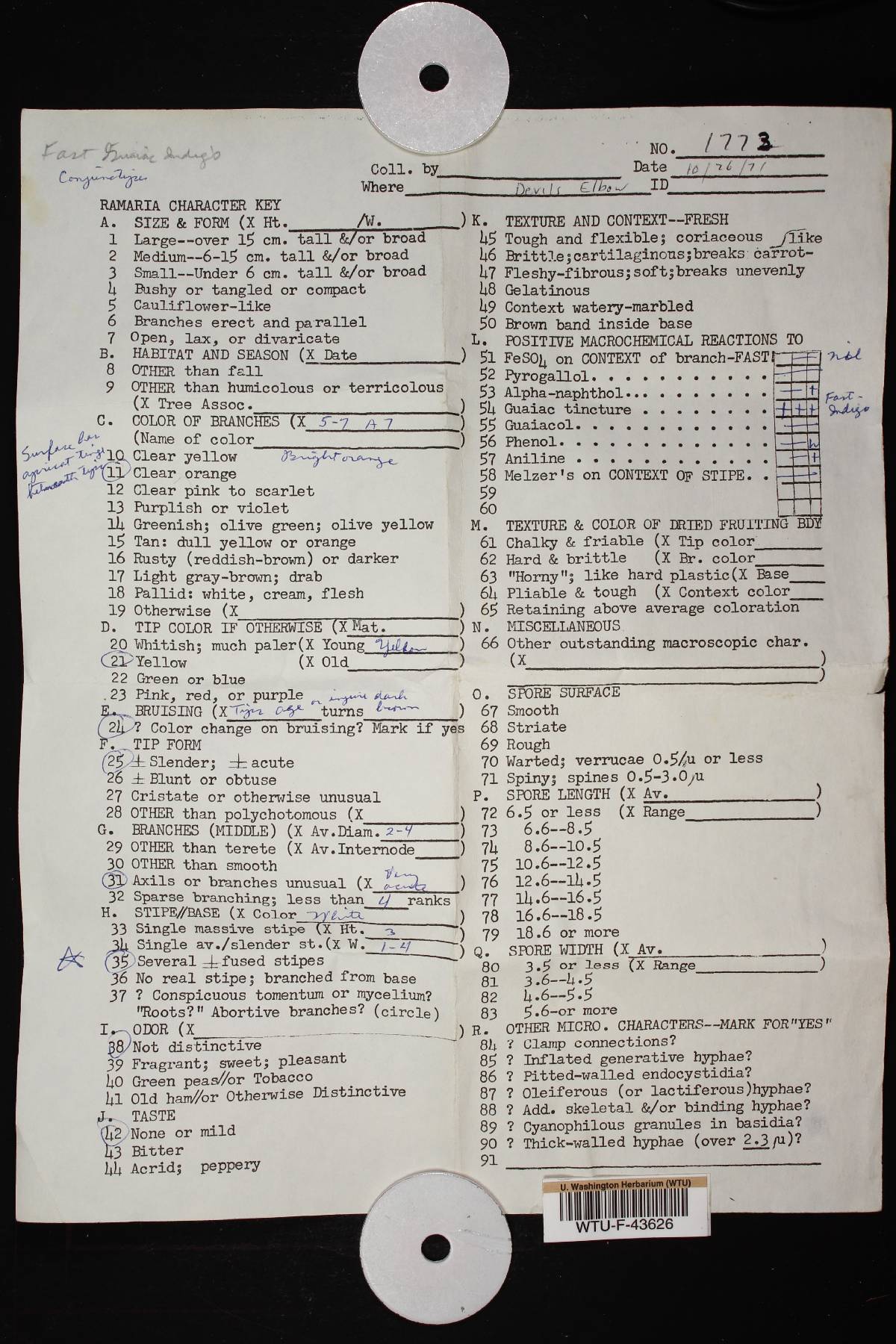 Ramaria longispora image